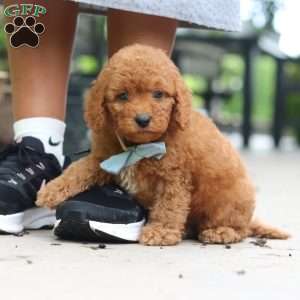Tucker, Cavapoo Puppy